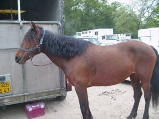 Les chevaux de la Pierre à Selle