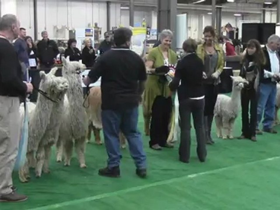 2012 Alpaca Futurity Suri Get of Sire