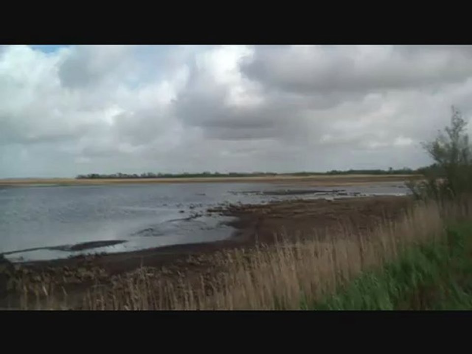 ma camargue dans le vent