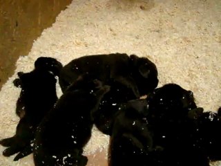 chiots Funny élevage de VALOYAN TERRE NEUVE MARRON BRONZE 01/05/2012