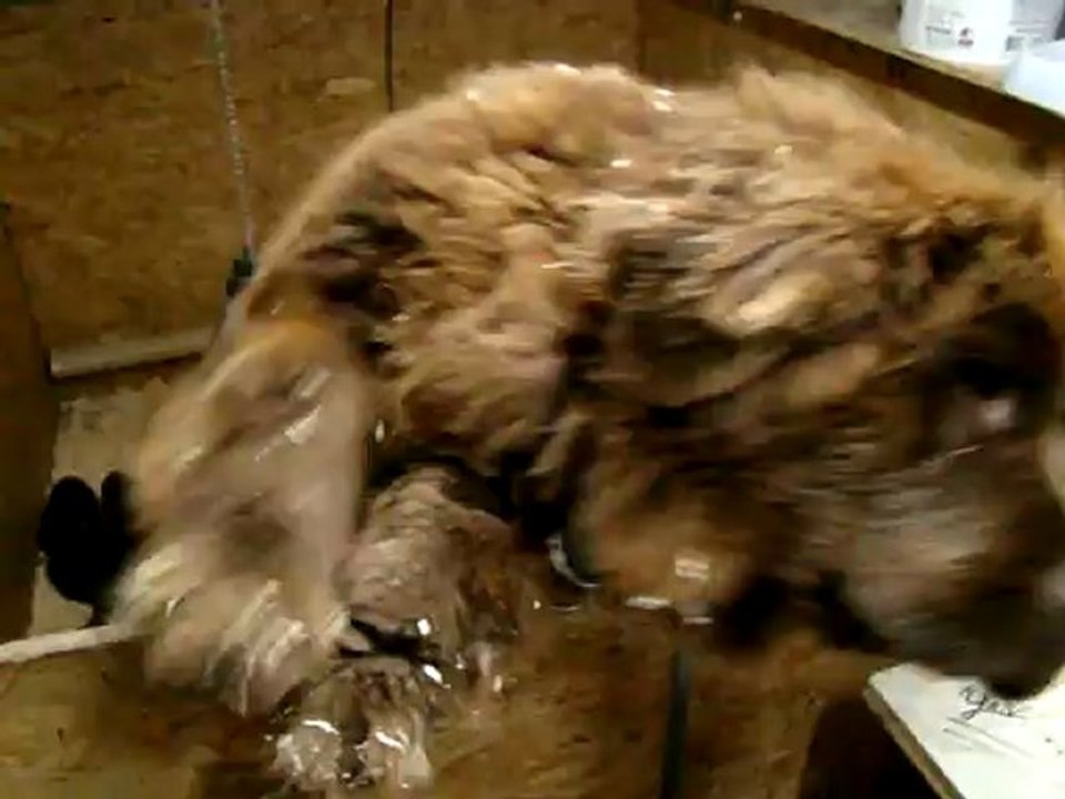 chiots Funny élevage de VALOYAN TERRE NEUVE MARRON BRONZE 01/05/2012