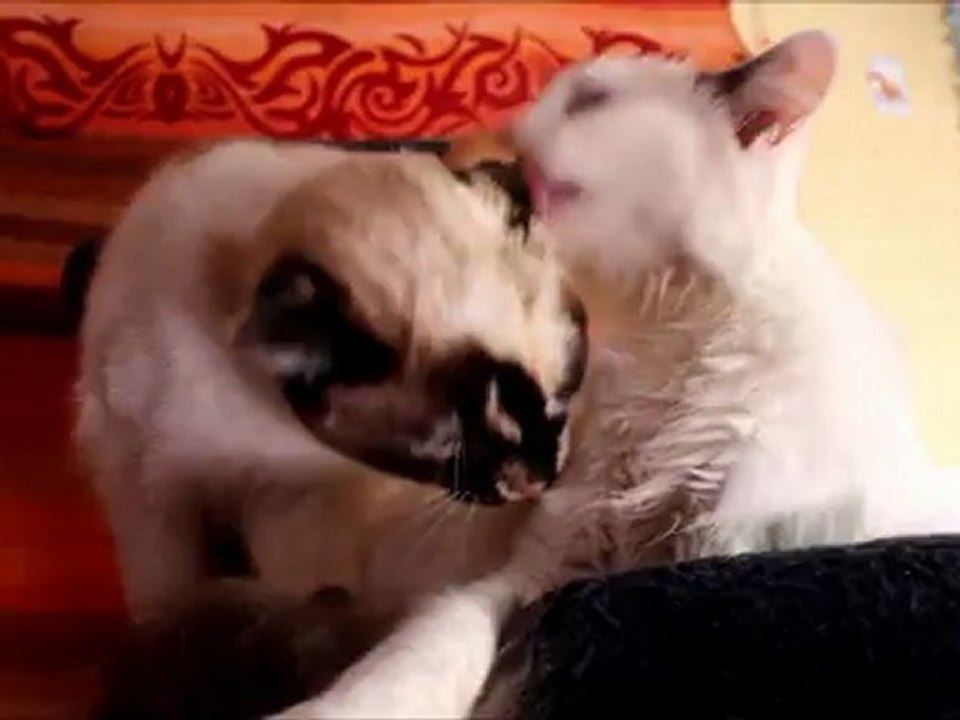 Mes amis les plus fidèles.