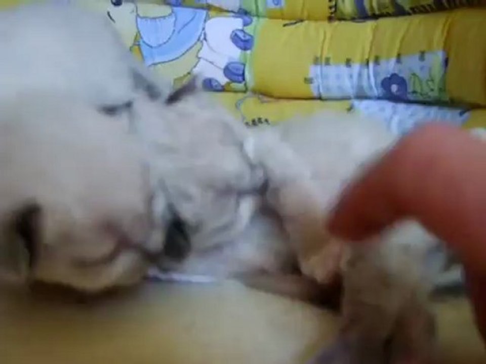 Holly