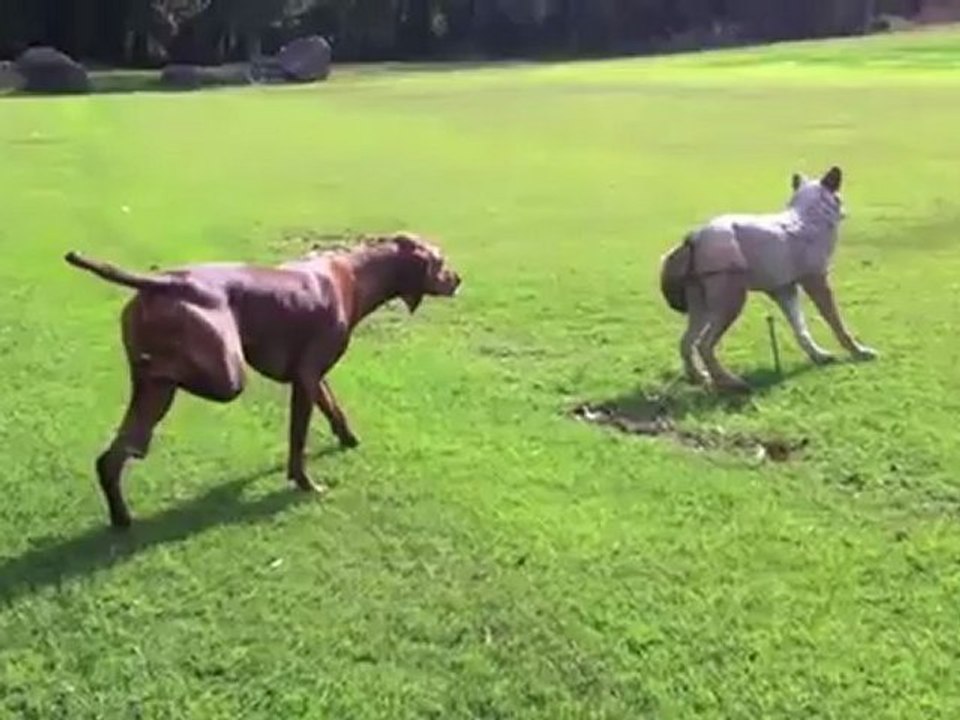 Braque hongrois vs coyote