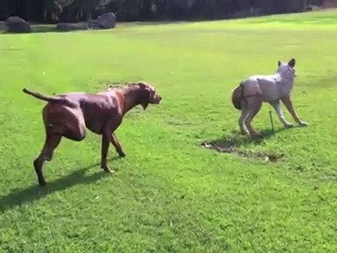 Braque hongrois vs coyote