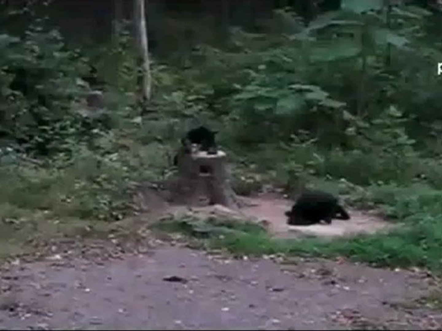 ⁣медведь против кота.