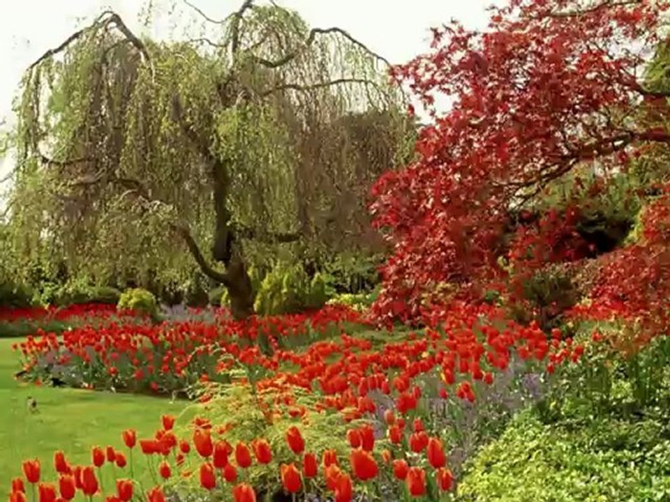 Tulipany