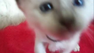 Vidéo Gizmo ( Haribo) 27 jrs ..