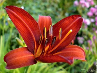 voyeux anniversaire isa gros bisous tes soeurs