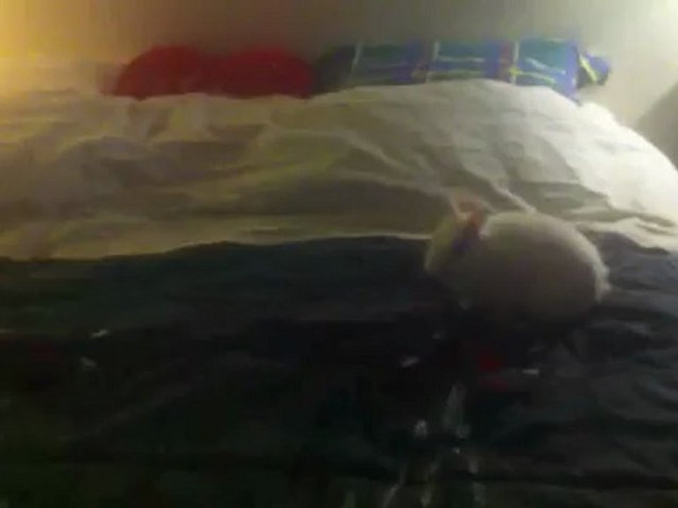 Titi_saut