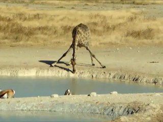 Girafe buvant au point d'eau