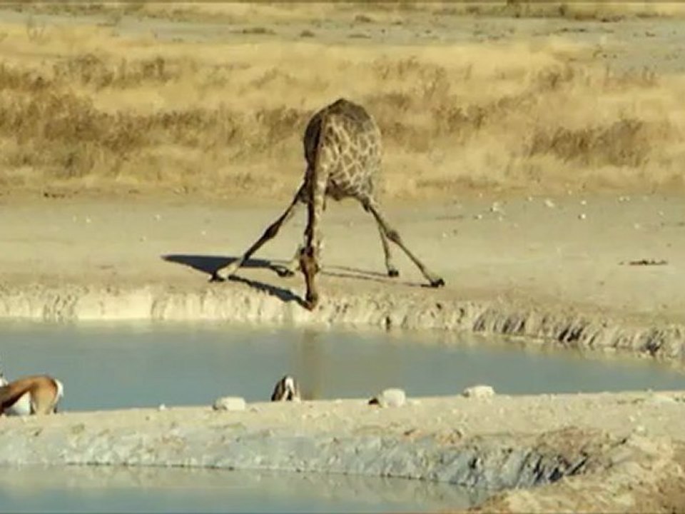 Girafe buvant au point d'eau