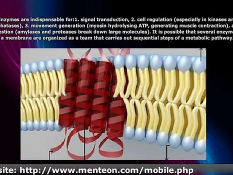 Activity of Proteins acting as Enzymes Enzymatic Activity of Proteins