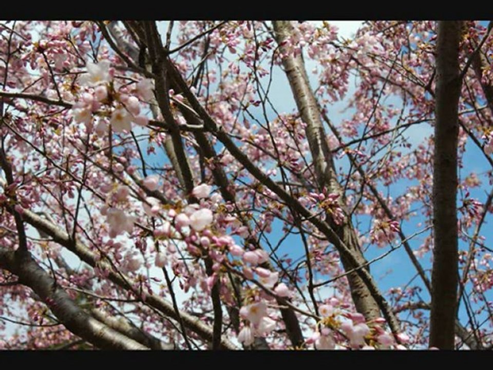 SAKURA in Toronto