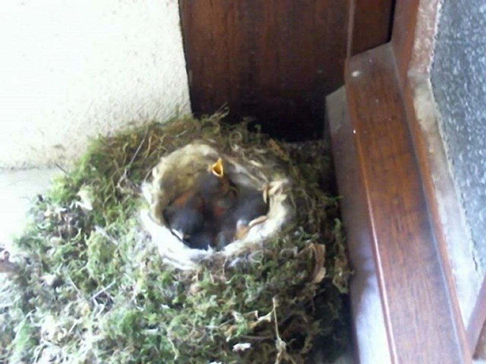 Rouges-queues noirs de 5 jours