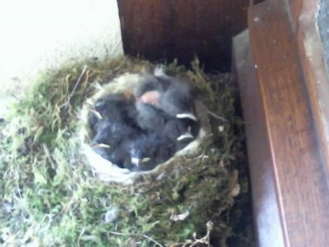 Rouges-queues noirs de 11 jours