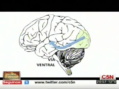 Percepcion de objetos y de caras: Via ventral