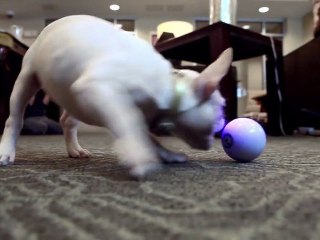 Sphero : la balle contrôlable par iPhone