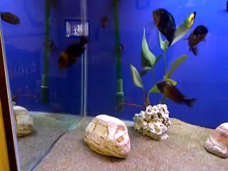 VID-20120305-00041
