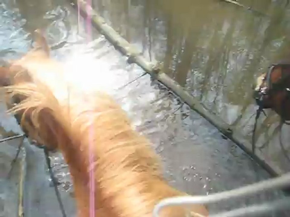 Kaïzer et Tj dans l'eau