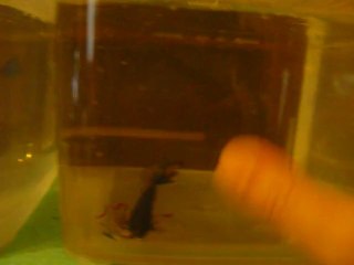 A vendre Mâles voile long dragon