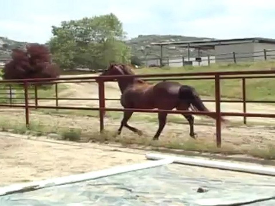 Vista 1st time jumping