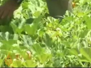 Palestinian farmer defies Israeli settlement policy - 3Jun08