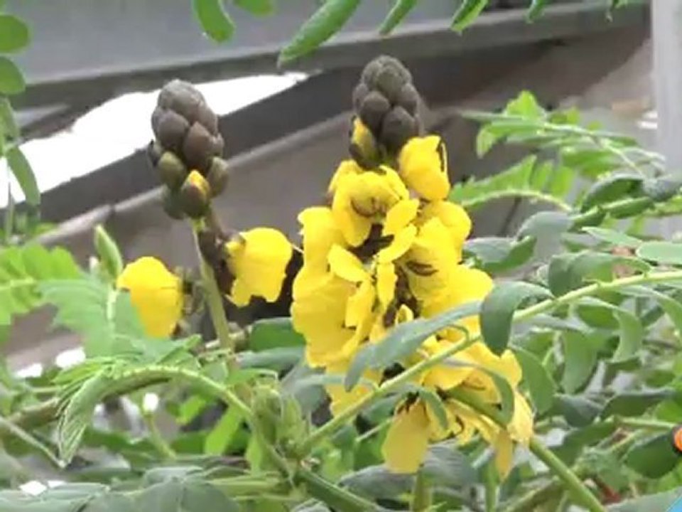 Sauvons la biodiversité !