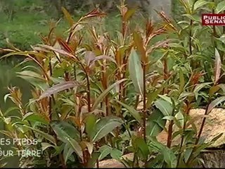 LES PIEDS SUR TERRE,Le Marais Poitevin