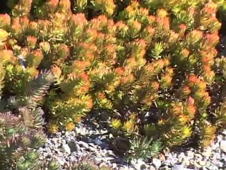 Evans Roofing Company, Inc. - GardenScapes Systems GAF