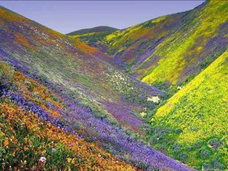 ANLAYANA SİVRİSİNEK SAZ