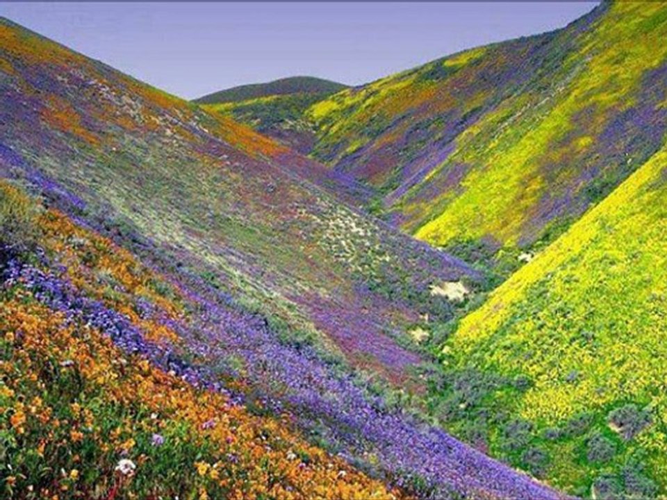 ANLAYANA SİVRİSİNEK SAZ