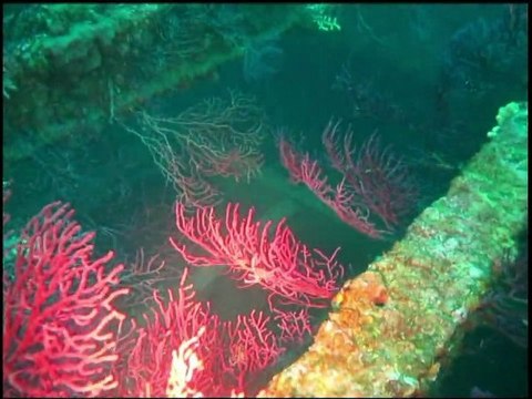 Plongée sur les épaves le Mustang (55m) et le Donator (50m) à Giens