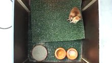 Artificial insemination of the Canadian Crane-Grus Canadensis by Europeancranefoundation Harry Geurts  C 2012