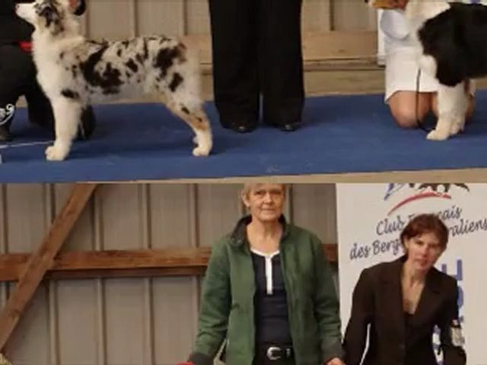 nationale d'elevage de l'australien 2012 - france