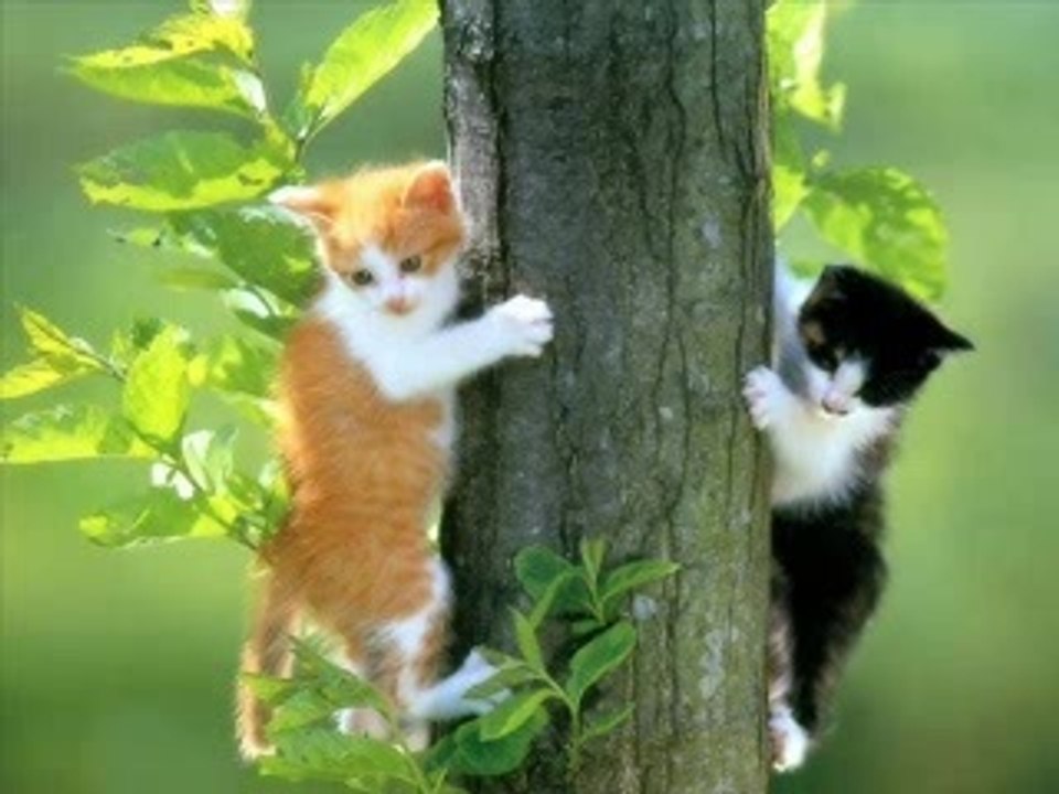 genitlle copains