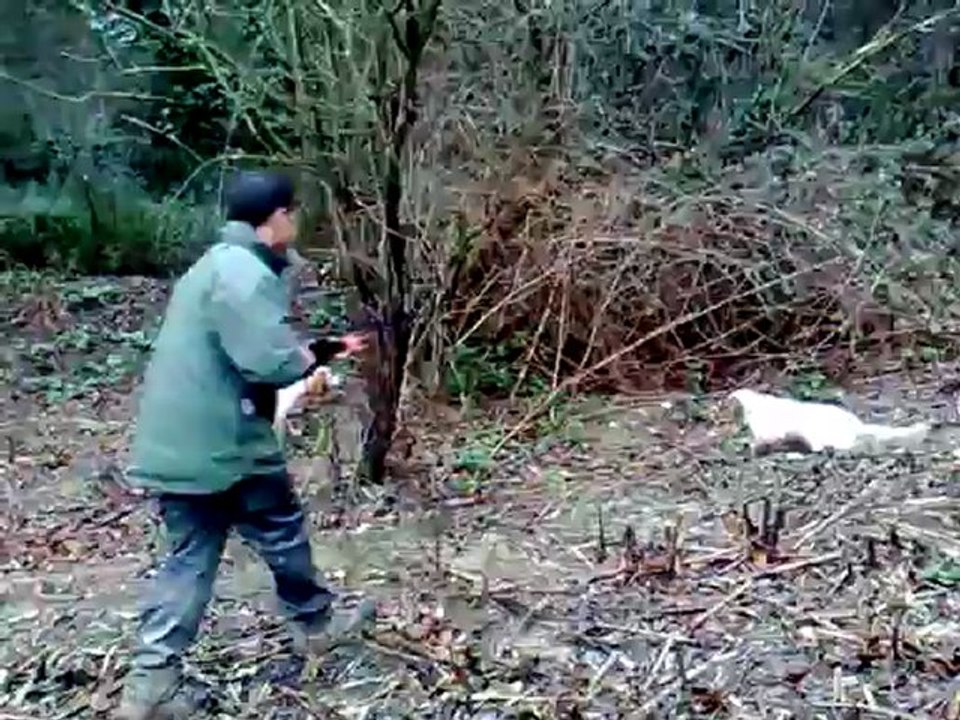 setter anglais chasse a la becasse