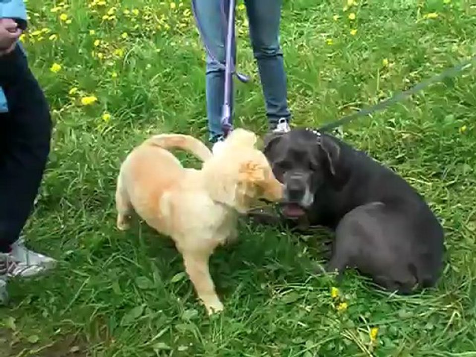 BRUCE et chiot
