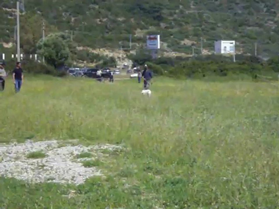 bodrum fermalı köpekler yarışması( 2012)