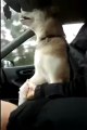 Dog Needs To Hold Hands While Driving