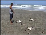 pelicanos muertos