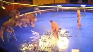 Lion attaque un entraineur au Cirque