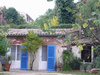 coupe du gros pin parasol