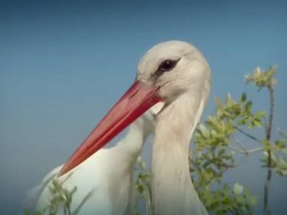 Veľké Jesenné Sťahovanie
