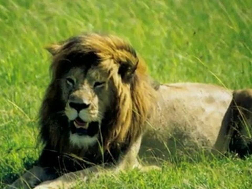 Safari au Kenya - Mai 2000