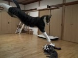 Les sauts des chats en slow-motion