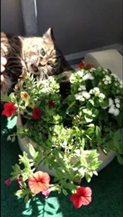 Meine Katze !!!!! Unvergesslich