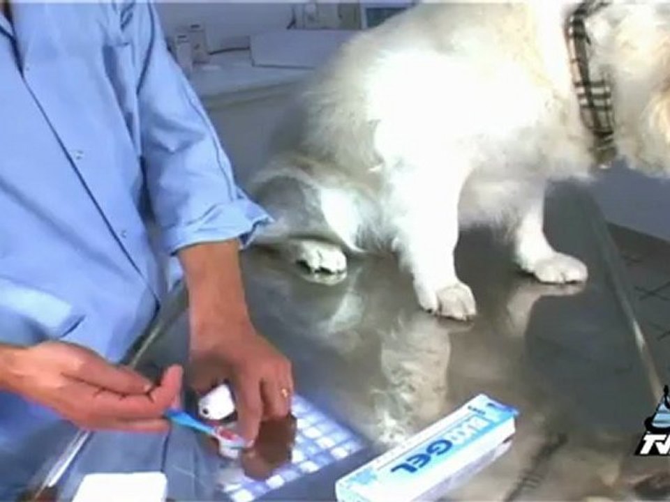 Comment brosser les dents de son chien