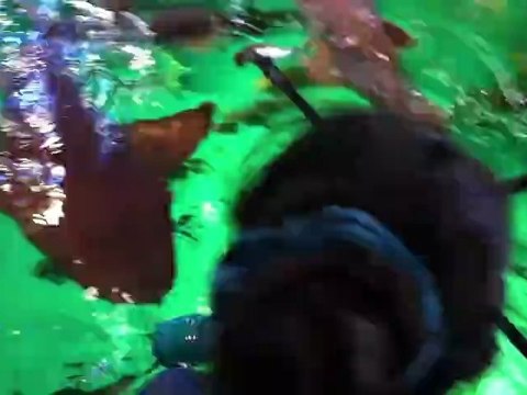 Dressage de requins au Seaquarium du Grau du Roi