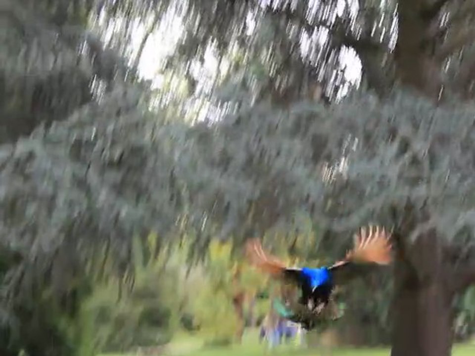LE VOL DU PAON